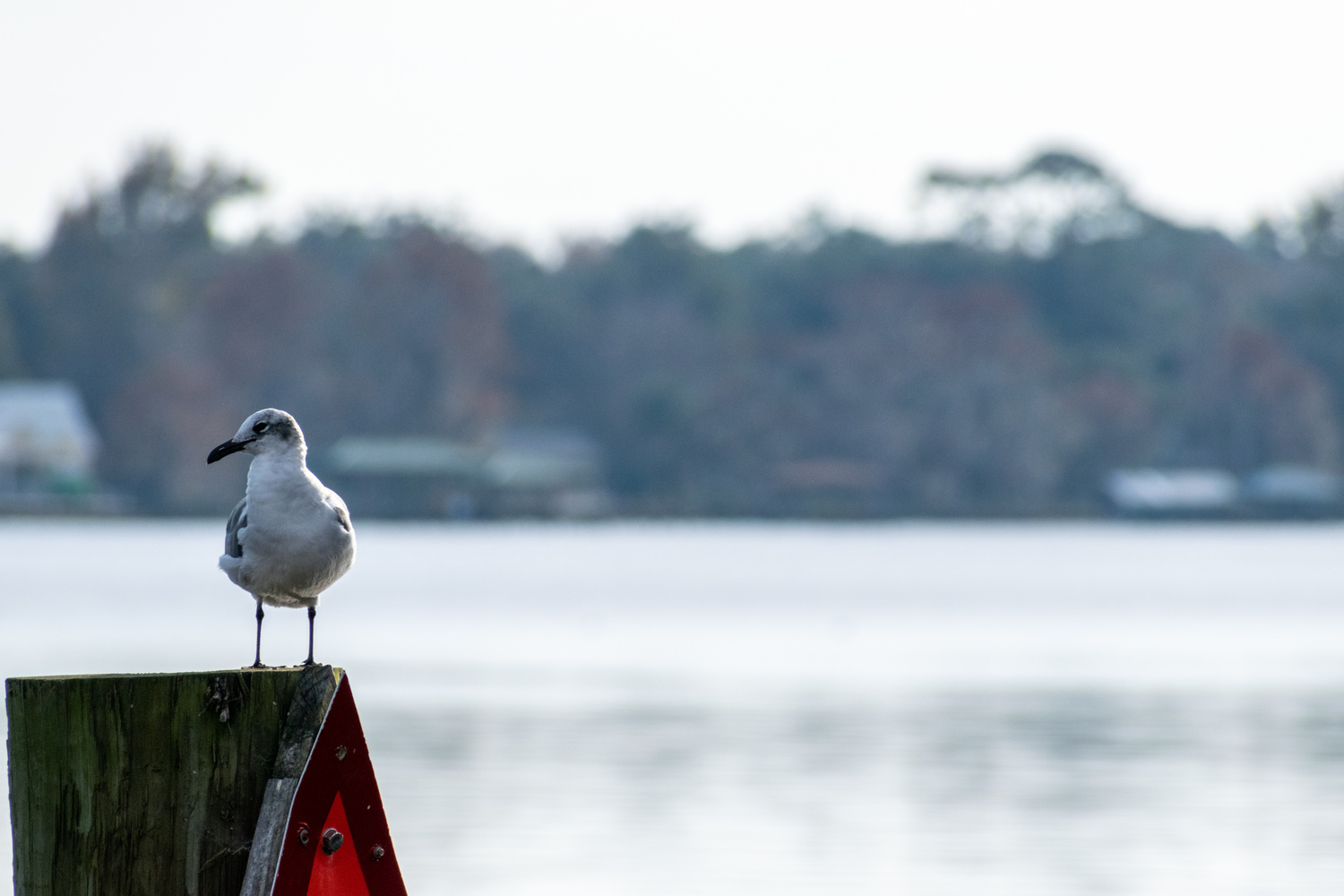 View Perched by Jack Morton