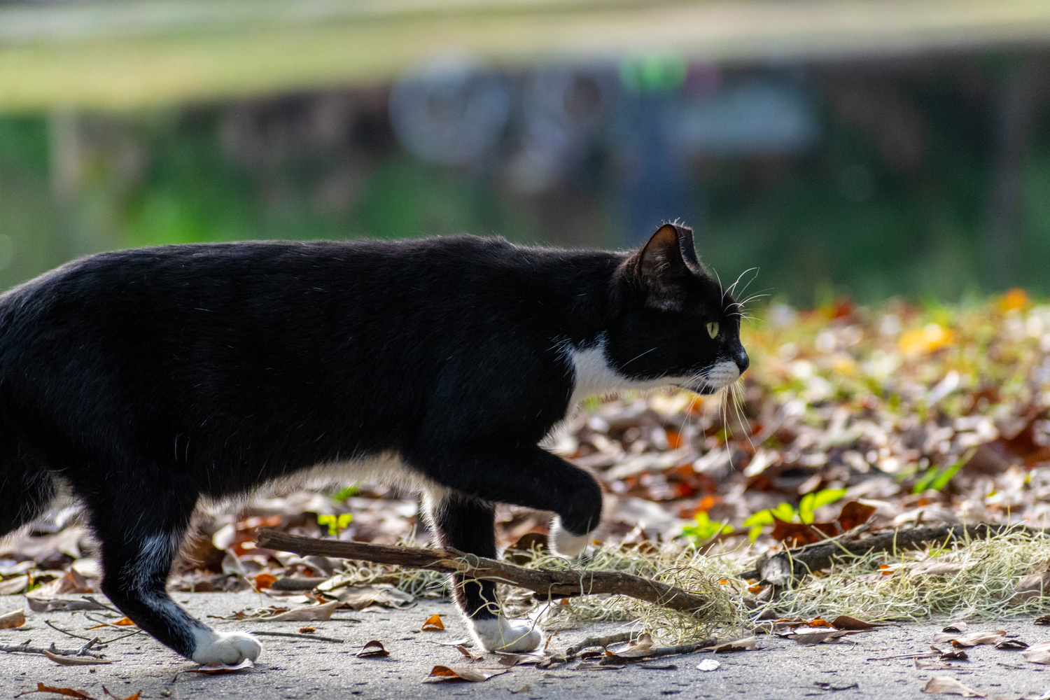 View On the Prowl by Jack Morton