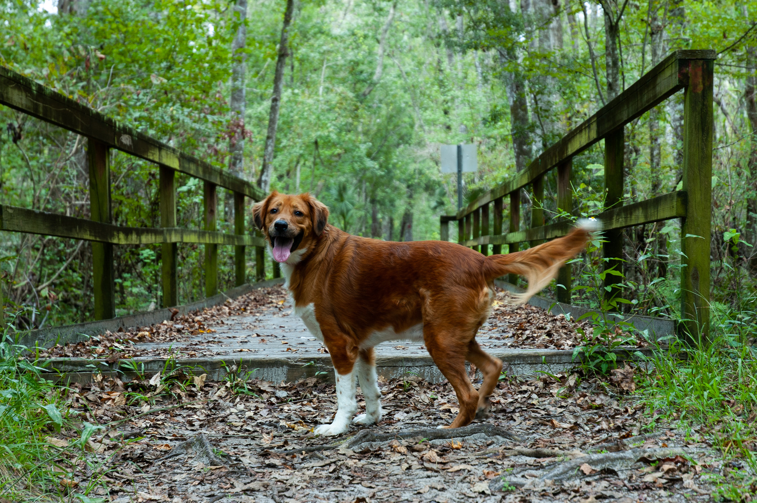 View My Dog - Zeechi by Jack Morton