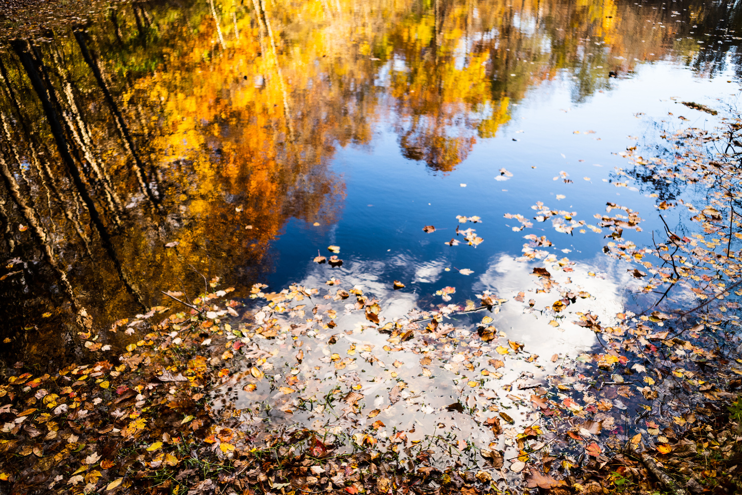 View Fall Reflections by Michael Balint