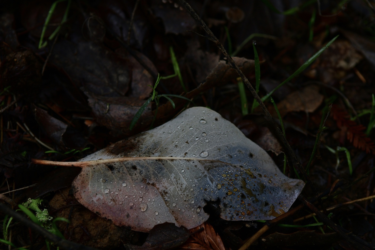View Untitled 1 by Joshua Schottstaedt