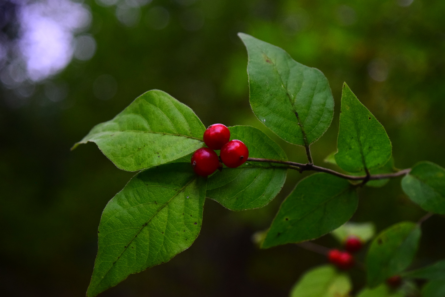 View Red Berries by Cindy Cameron