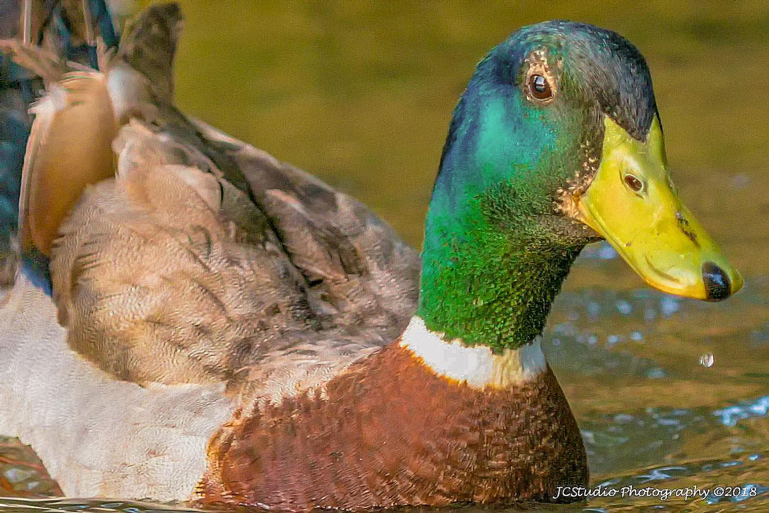 View Mallard Portrait by Jim Cameron