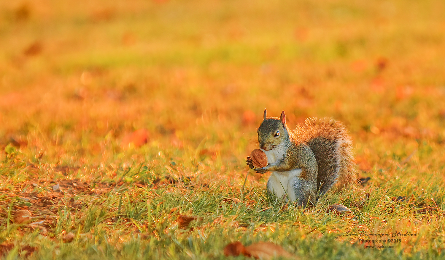 View Squirrel with Nut at Golden Hour by Jim Cameron