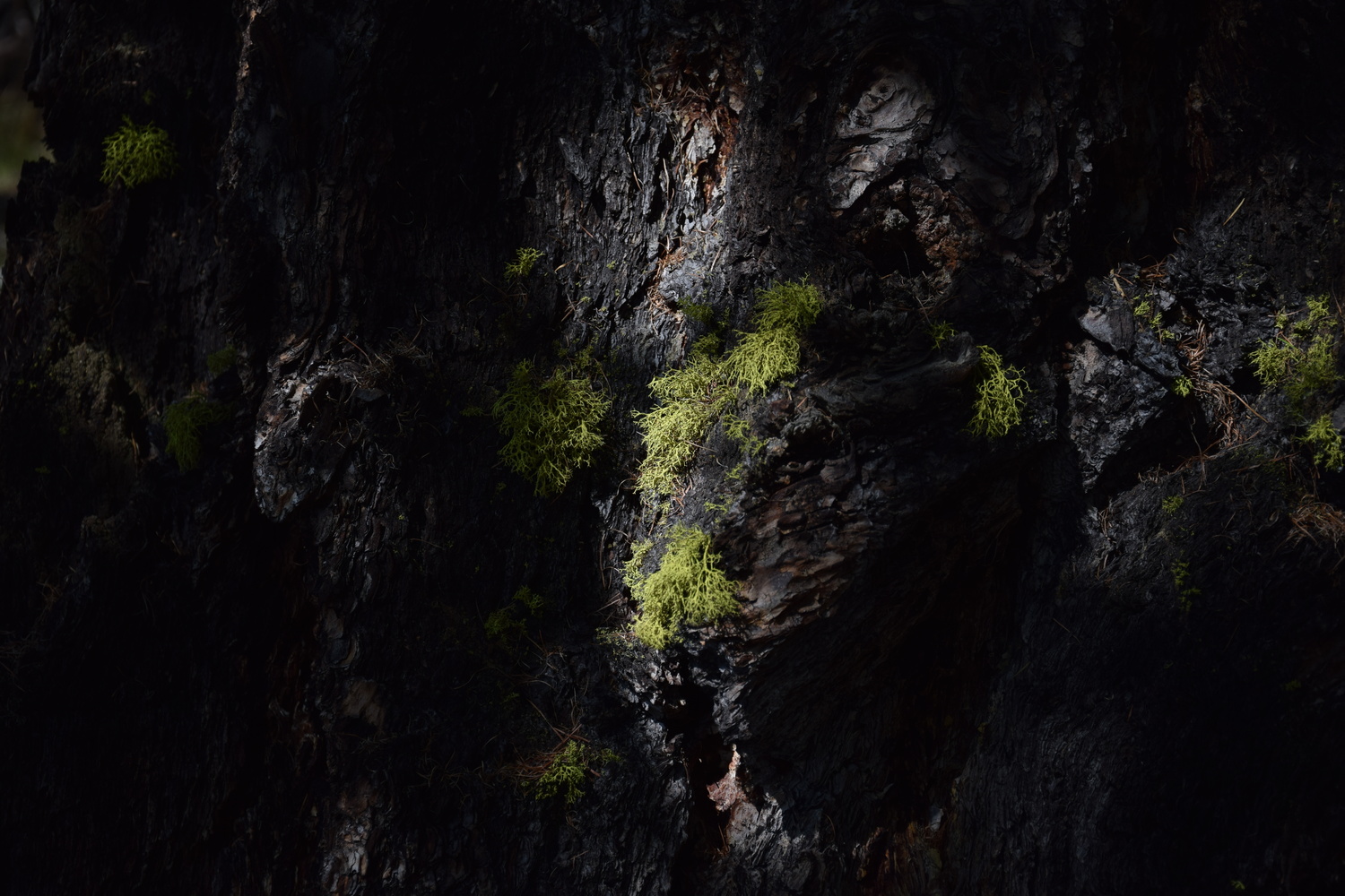 View Moss on a tree by Romain Gehrig
