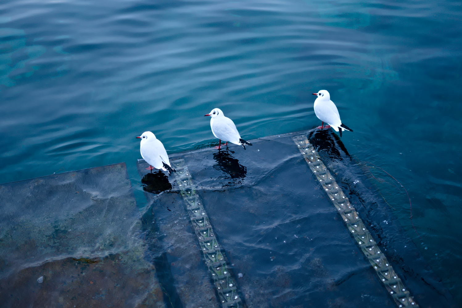 View Gulls on water by Romain Gehrig
