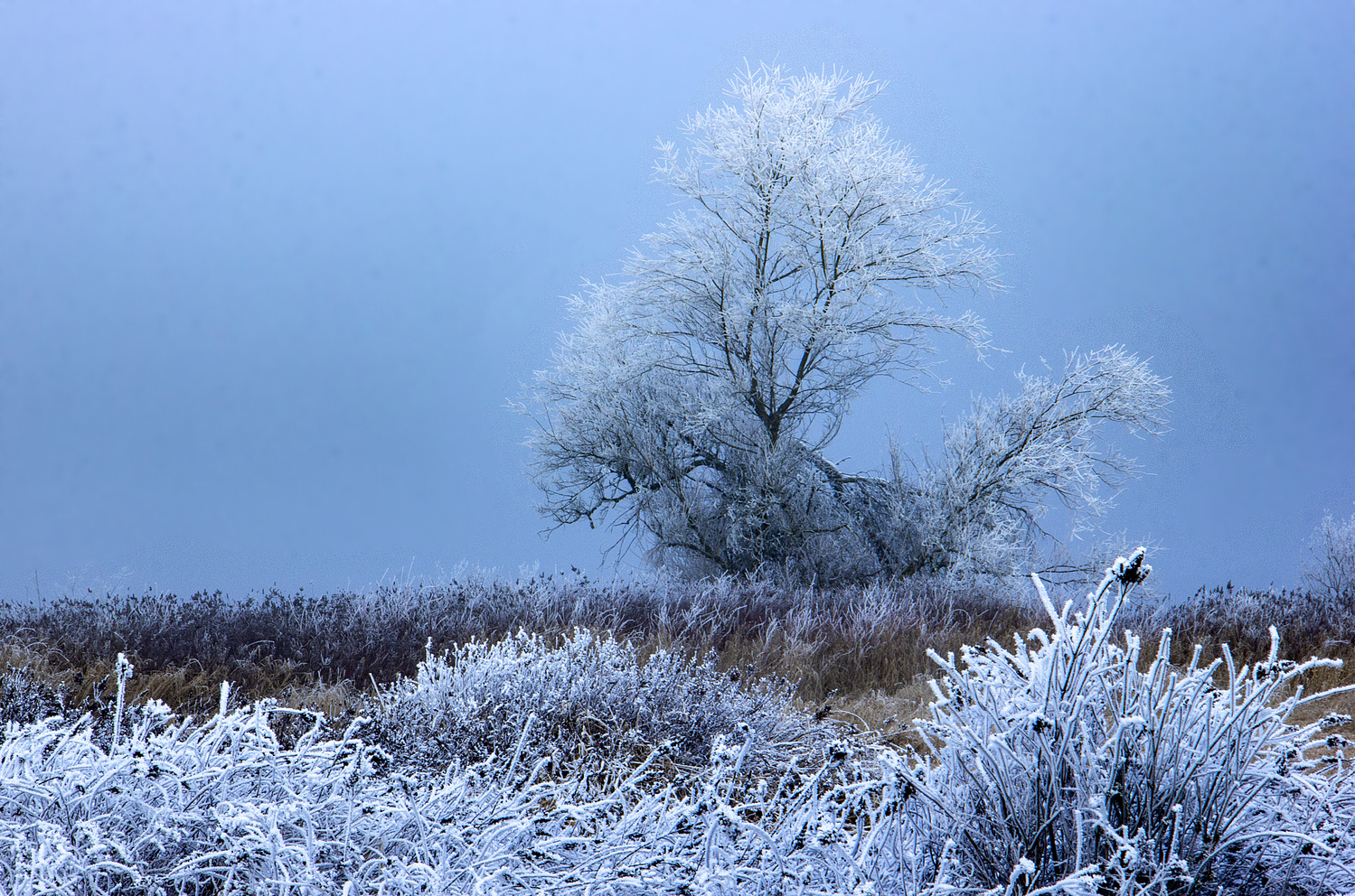 View Untitled 4 by Dragan Jovanovic