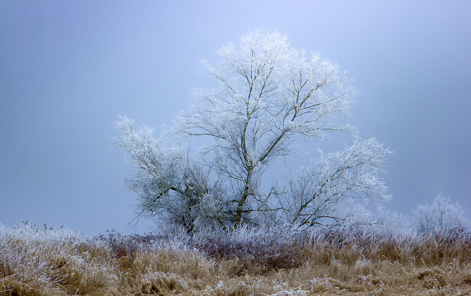 View Untitled 3 by Dragan Jovanovic