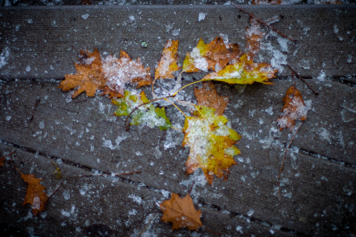 View Frozen Fall by Ryan Merk