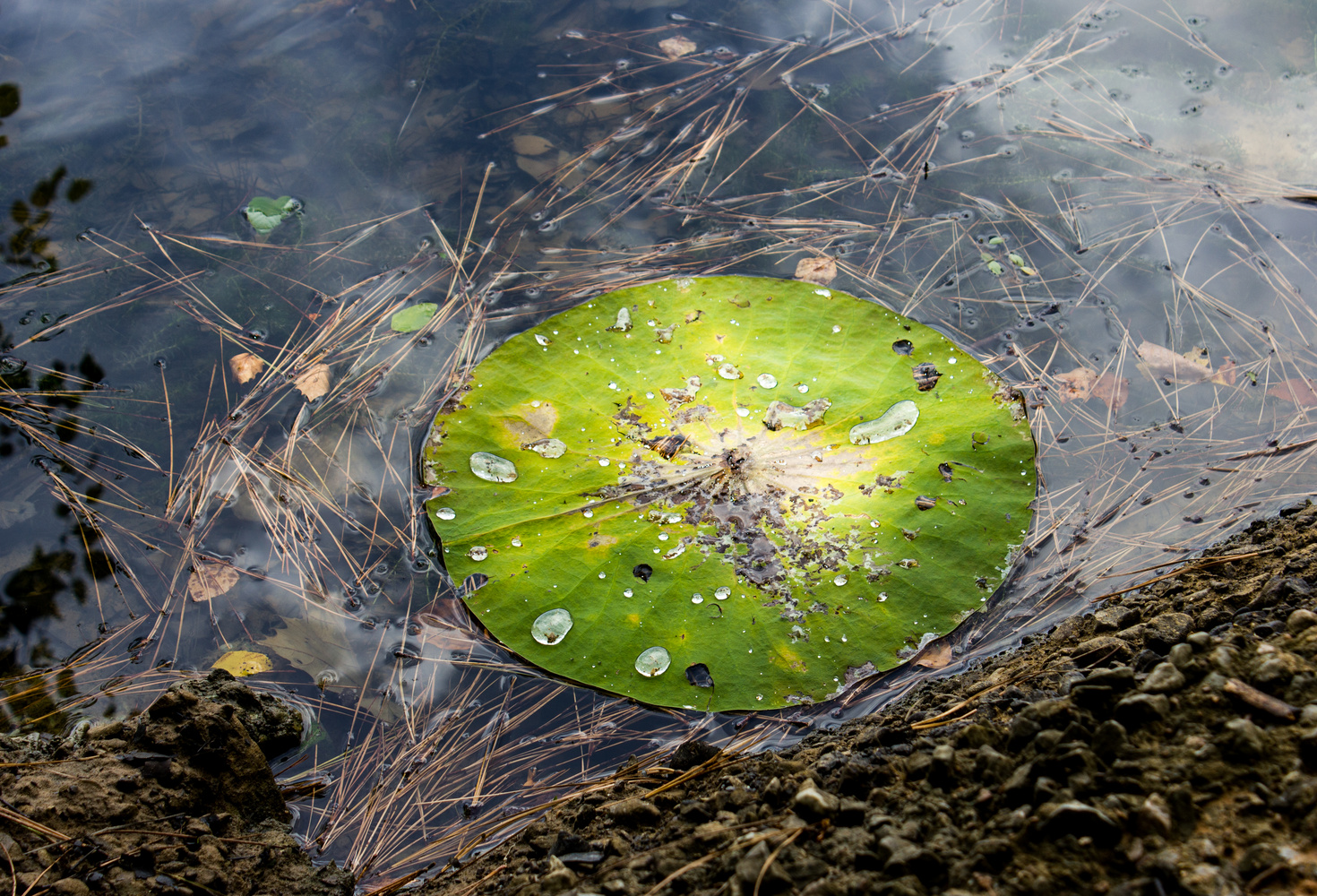 View Lillypad by Michael Hatak