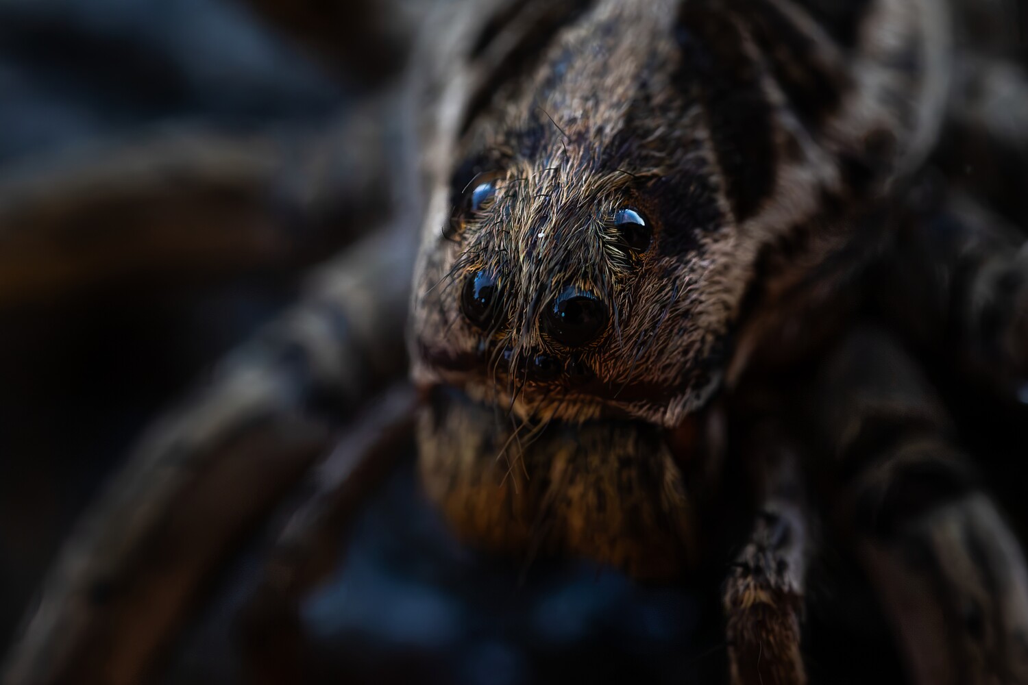 Extreme close-up of a hairy brown spider facing the camera, its dark eyes catching highlights against a blurred, shadowy background.
