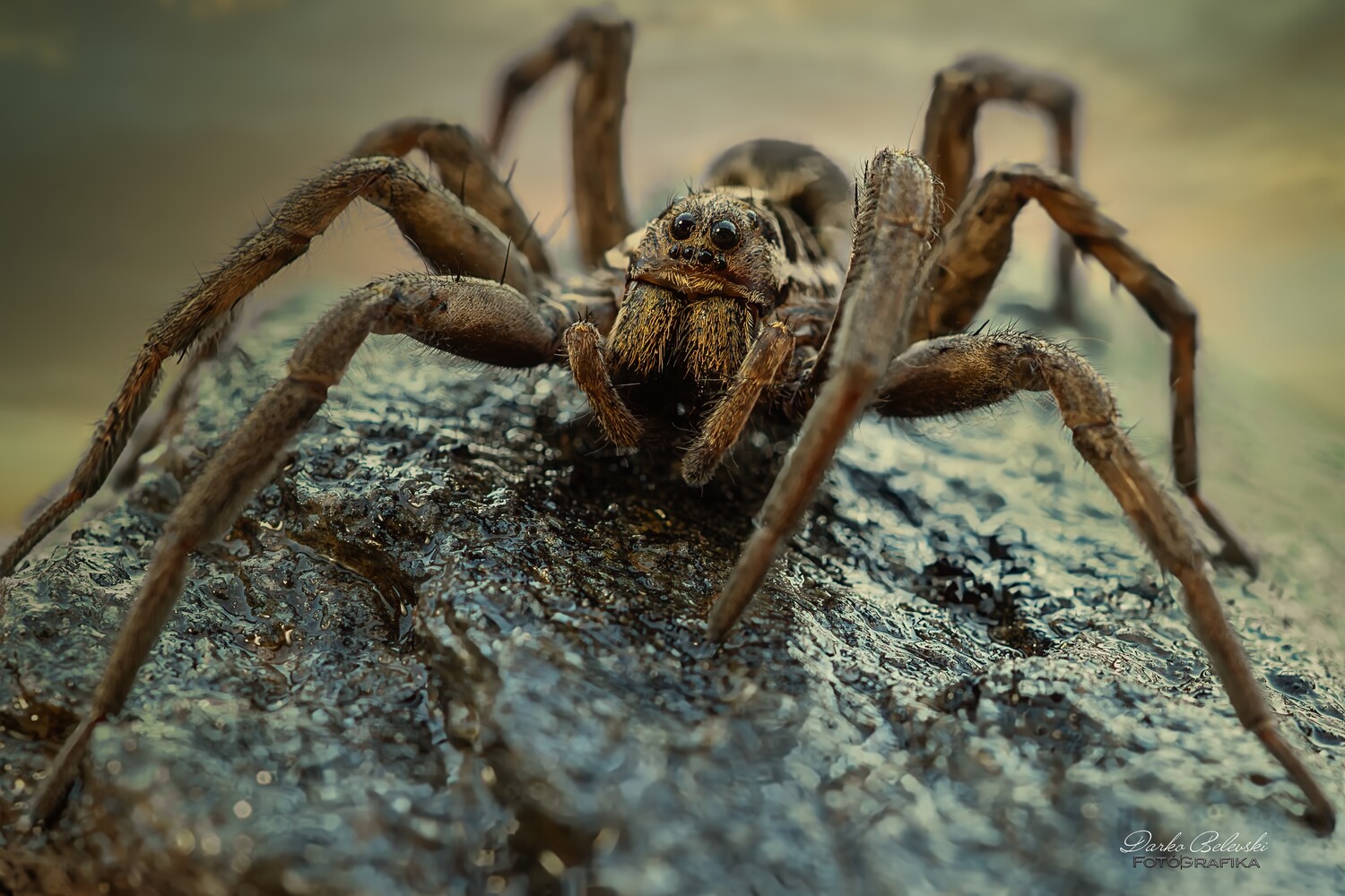 Close-up of a wolf spider facing the camera on a rough, dark textured surface with a soft, blurred background.