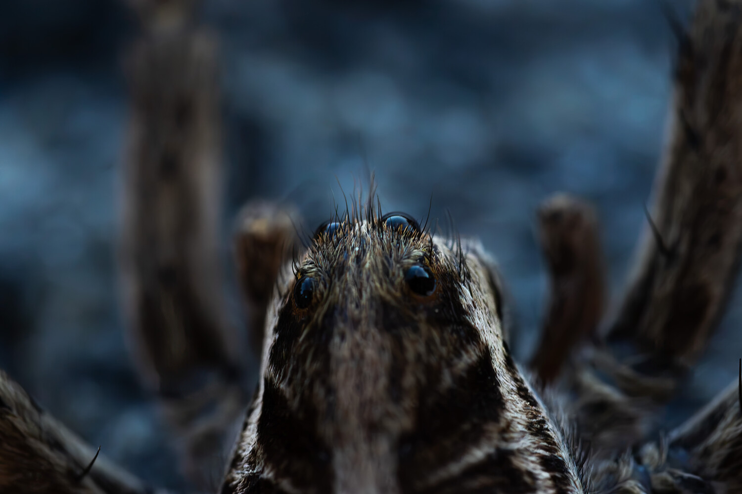 Front-facing macro close-up of a hairy brown wolf spider with shiny dark eyes, legs blurred against a blue background
