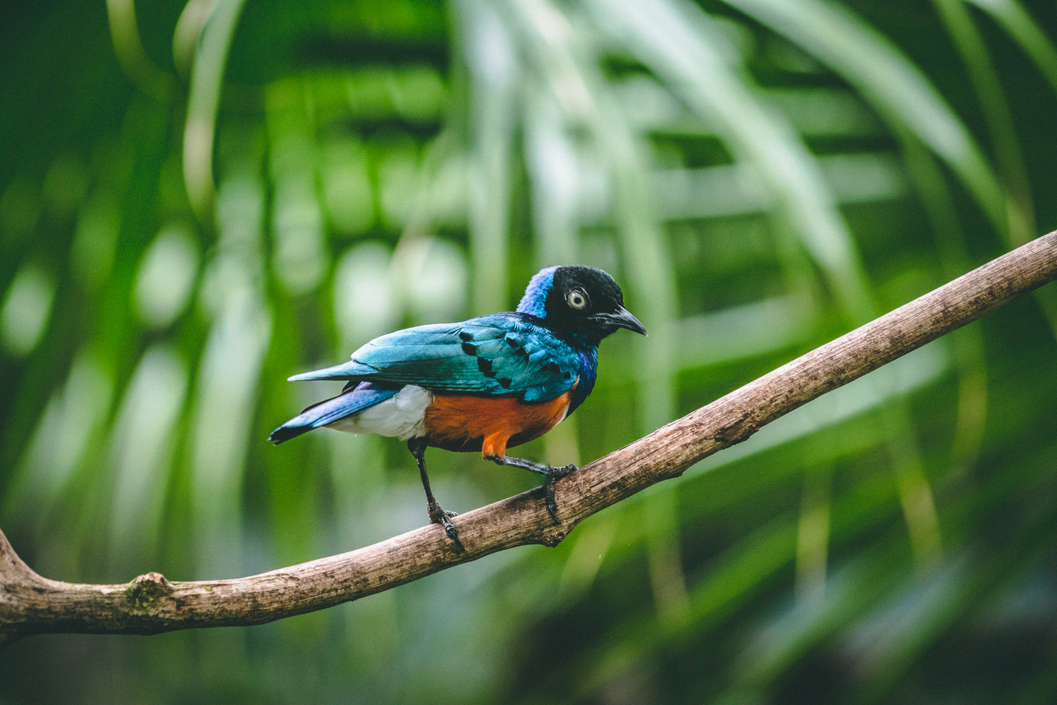 View Bird by Luis Feairn