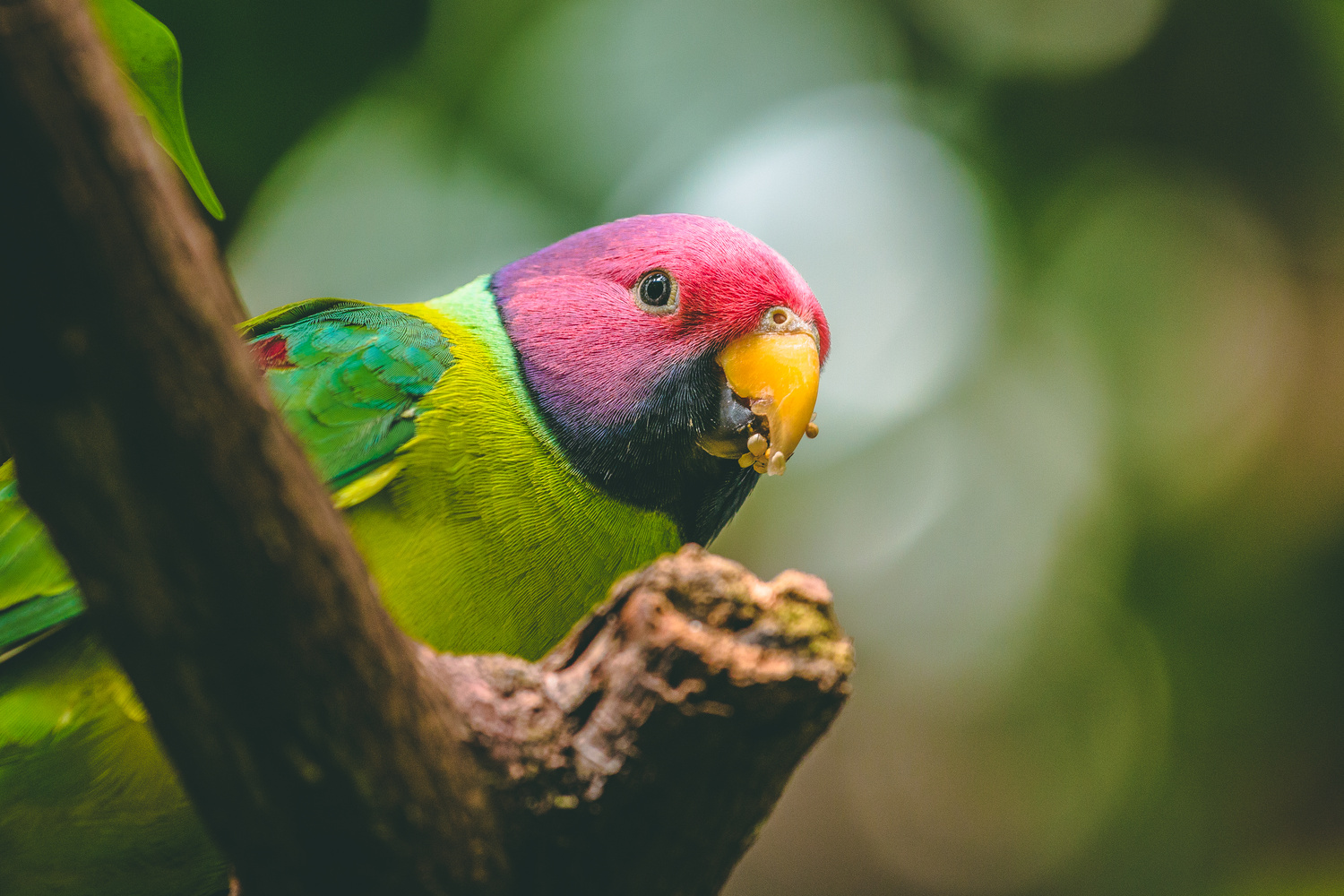 View Parrot by Luis Feairn