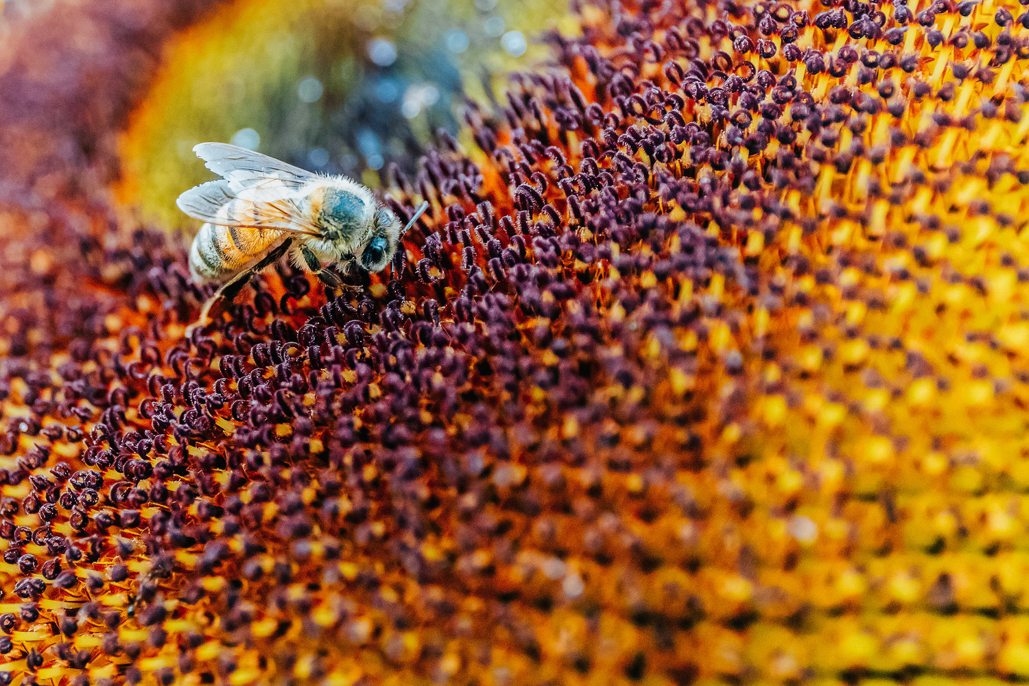 View Lets Bee Friends by Luis Feairn