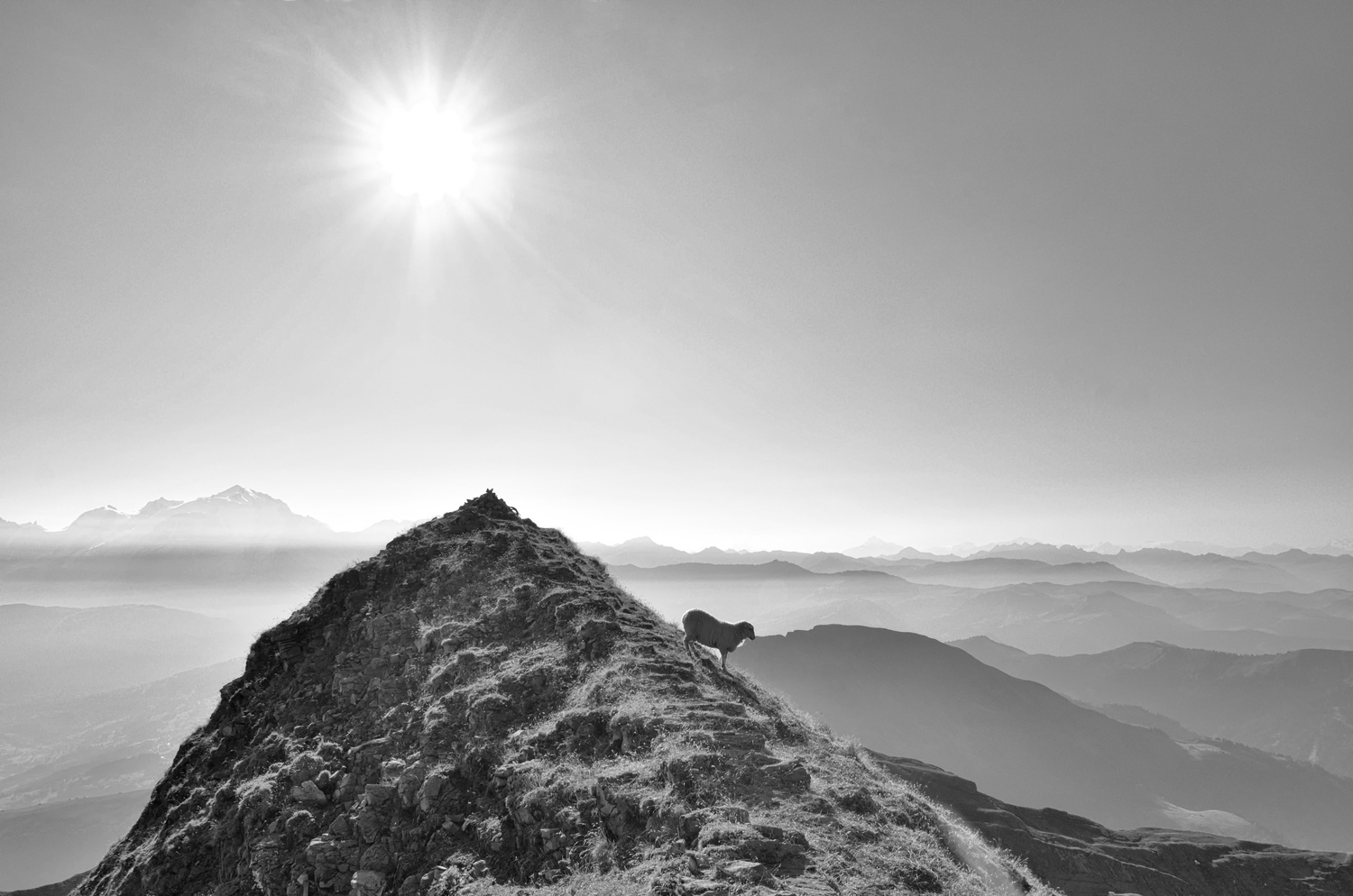 View The sheep who dreamed he could become a mountaineer by Tristan Renaud