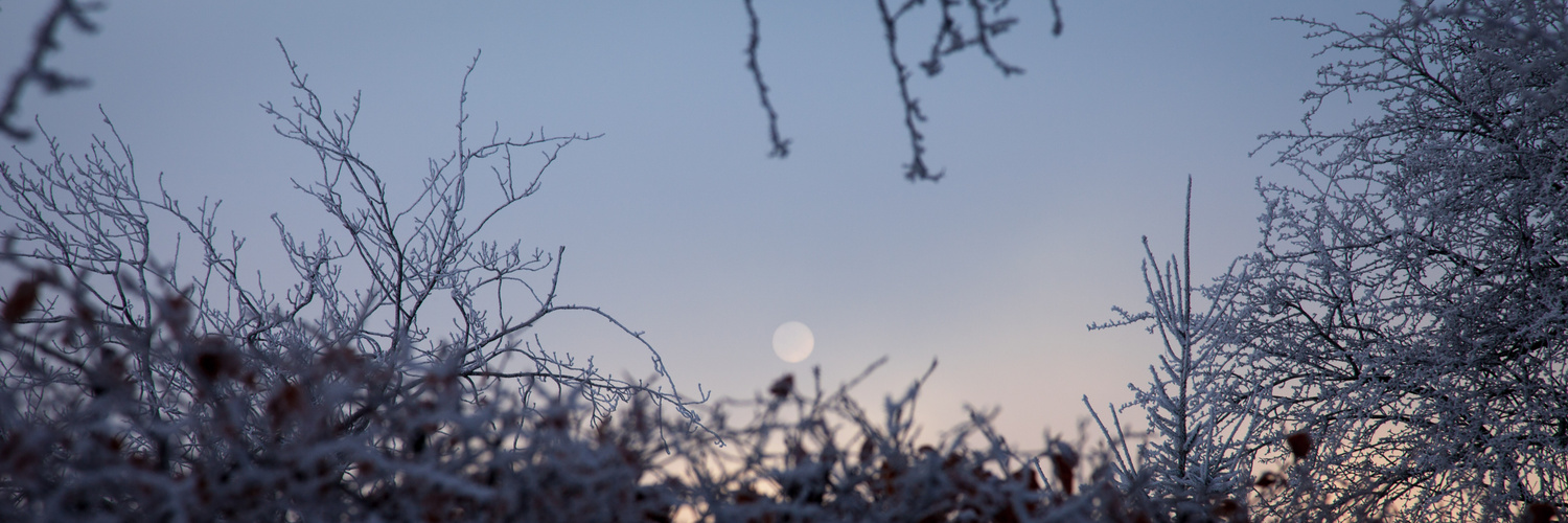 View Untitled 2 by Anthony van der Hoorn