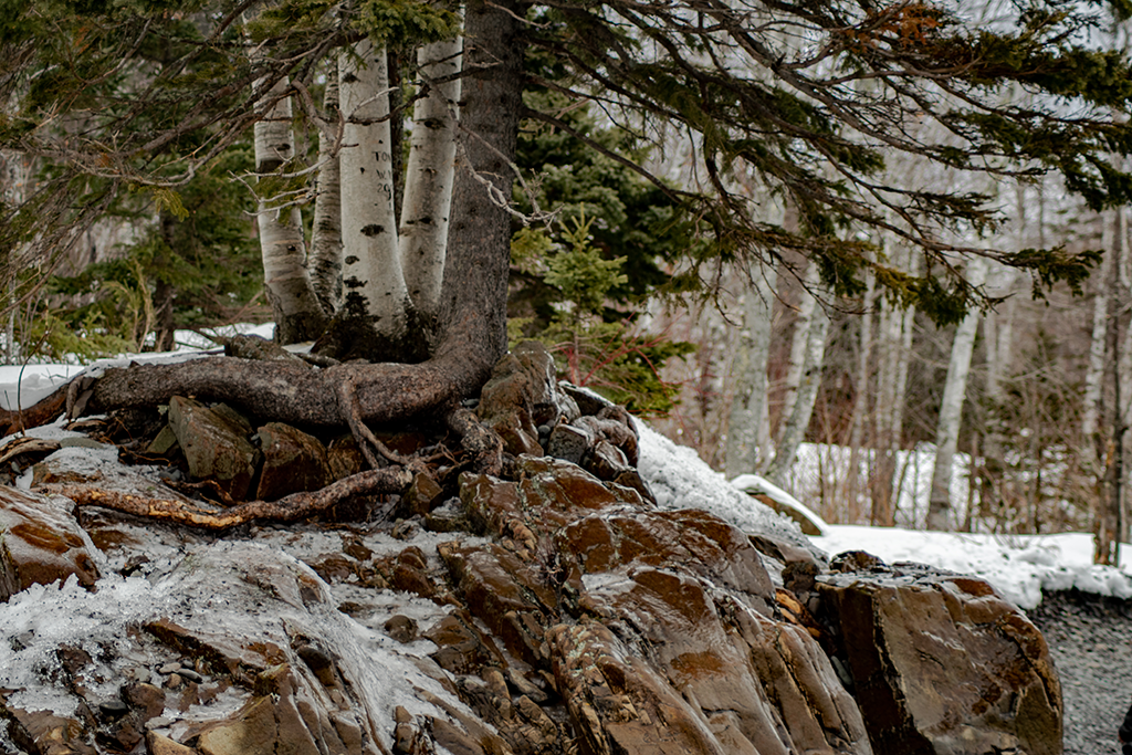 View Tree Roots by Jonathan Baird
