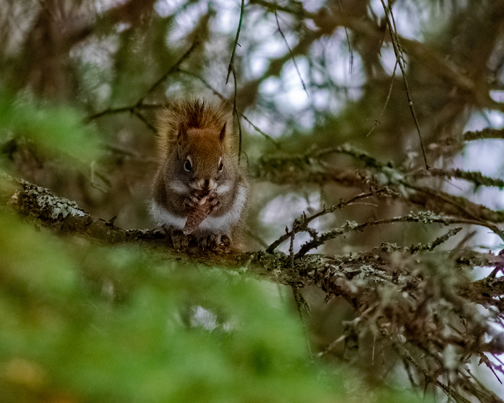 View Squirrel in Tree by Jonathan Baird