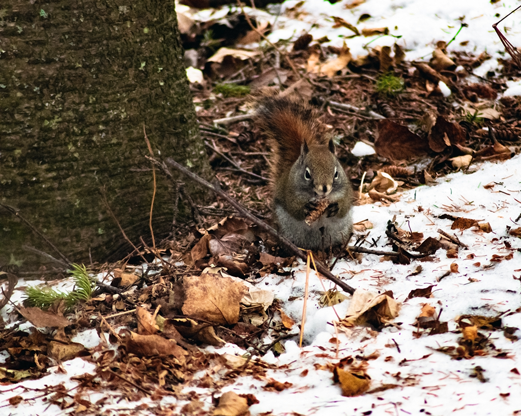 View Squirrel Eating by Jonathan Baird