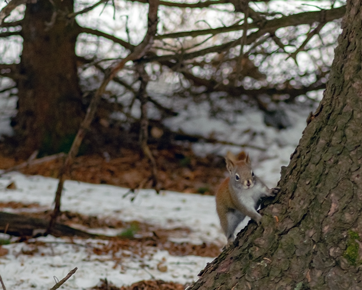 View Squirrel on Tree by Jonathan Baird