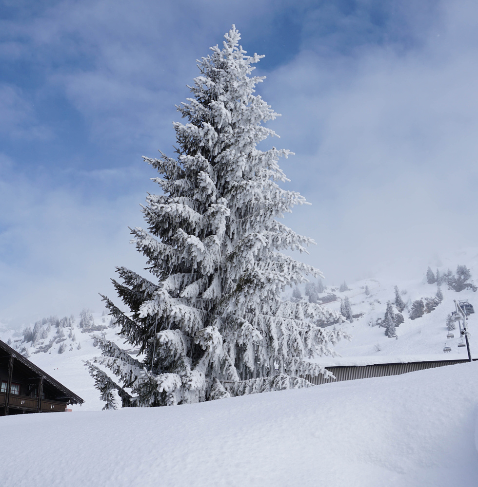 View White Tree by Karlo Safarek