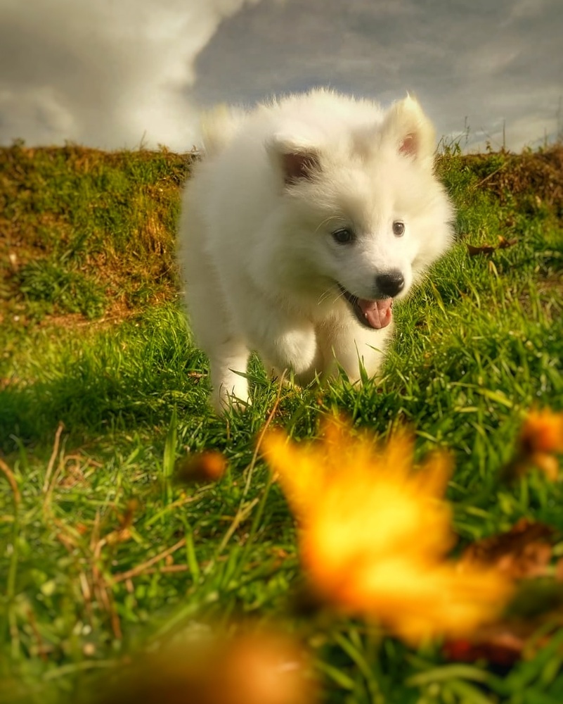 View Jumping dog by Paulo Desa