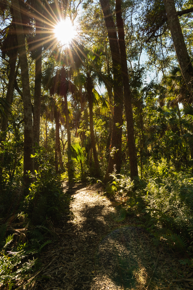 View Caloosahatchee Trail by Mark Taylor