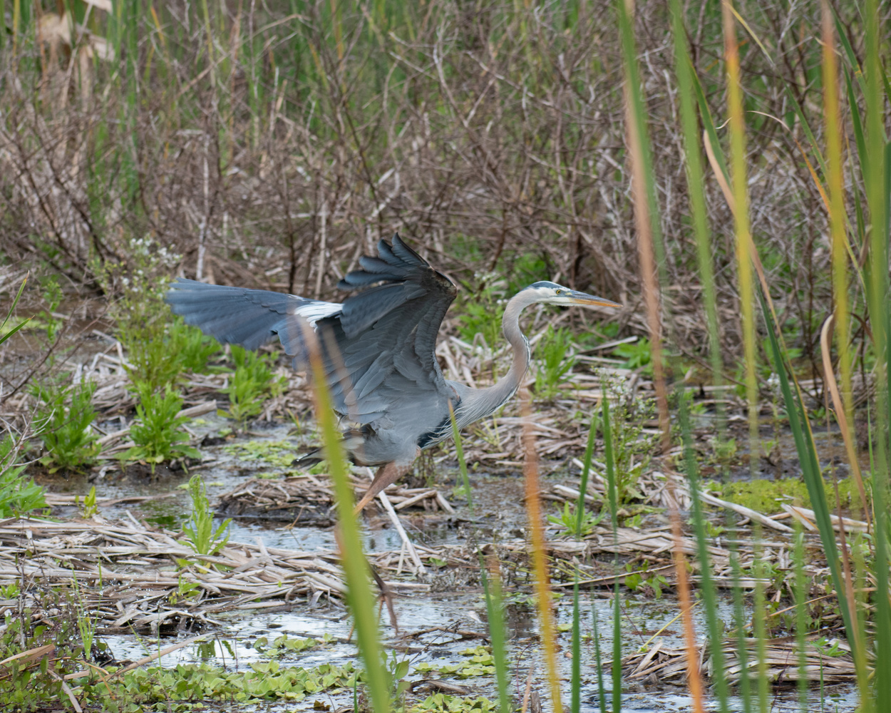 View Great Blue Heron by Mark Taylor