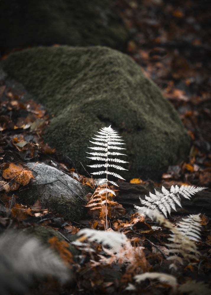 View Untitled 6 by Mads Årseth Olsen