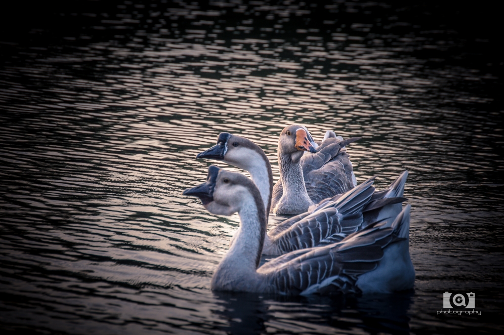 View Geese by Alberto Garcia