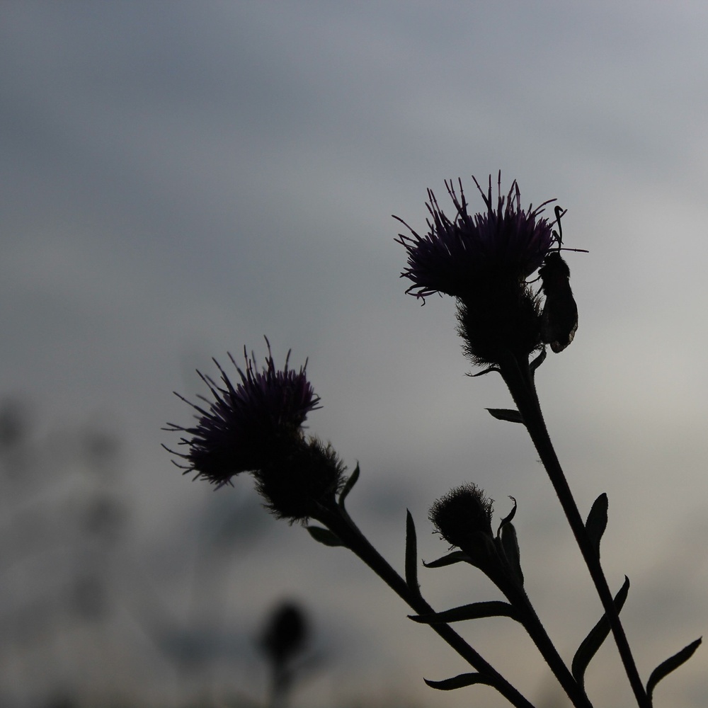 View Thistle Silhouette by Jen Oldham