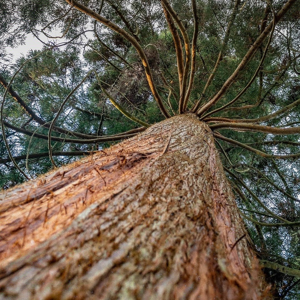 View Giant Redwood by Jen Oldham