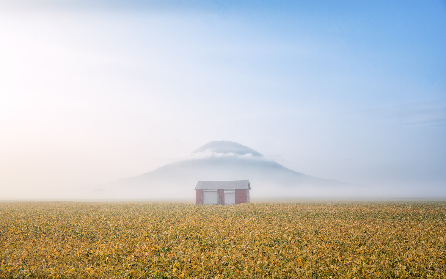 Striped tent in vast sunflower field with mountain shrouded in mist