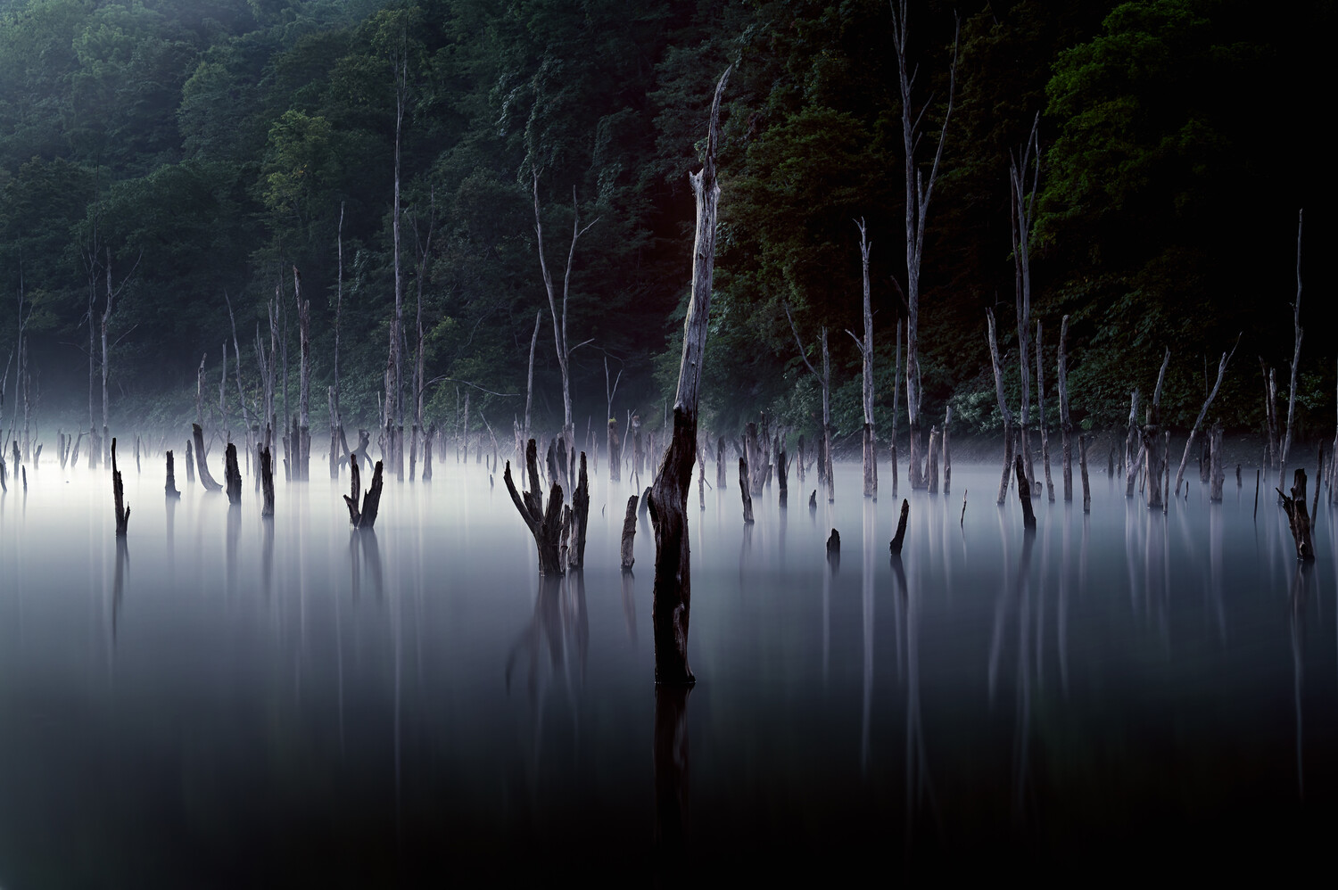 Dead trees reflected in still water with misty forest backdrop
