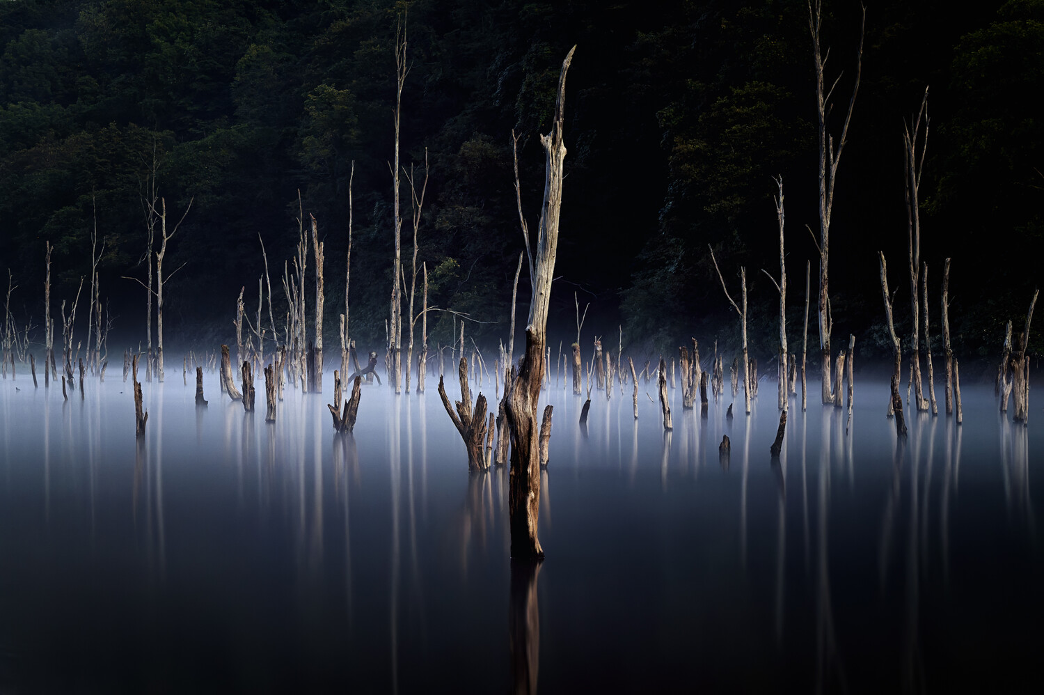 Dead trees reflected in still water with dark forest backdrop