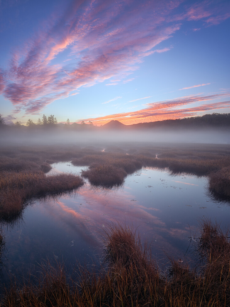 Misty marsh at sunrise with pink and orange clouds reflected in still water, bordered by golden reeds and a dark tree line.