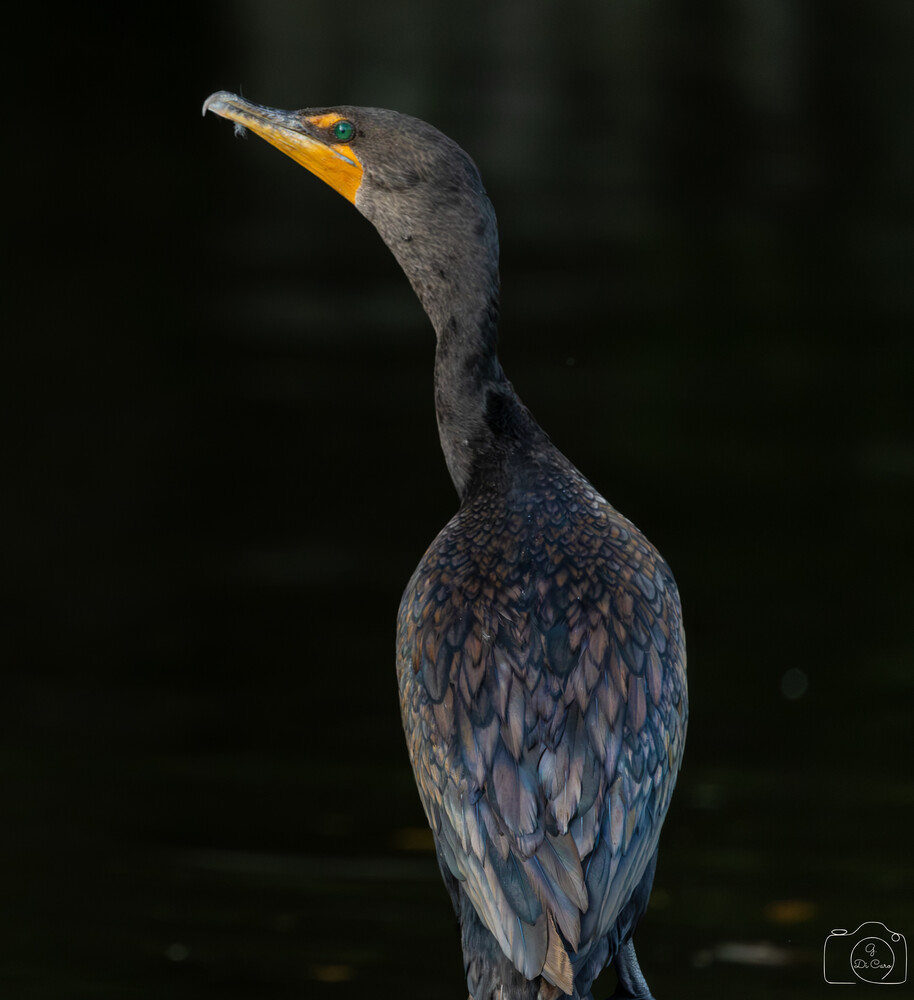 Double-crested cormorant with dark plumage and yellow-orange facial skin against dark background