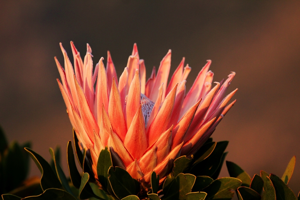 View protea cynaroides by AB Rossouw
