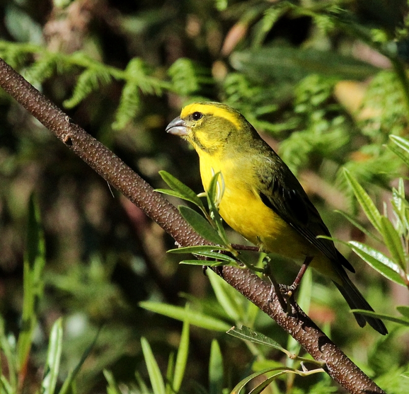 View weaver by AB Rossouw