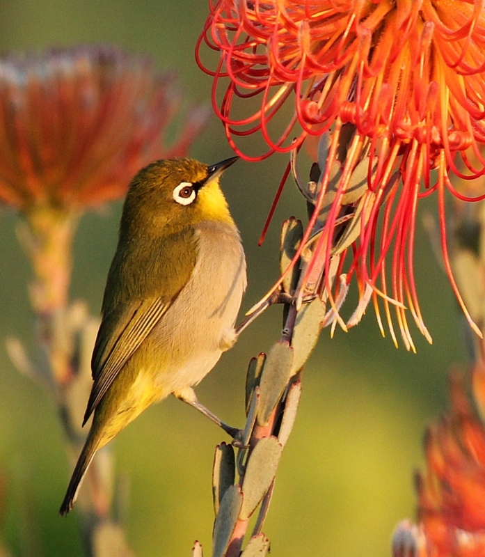 View Glasogie by AB Rossouw