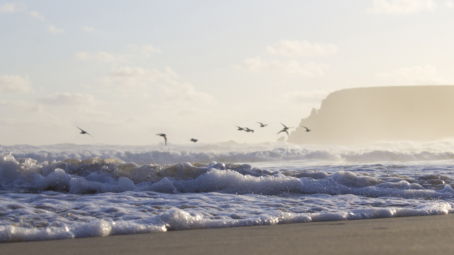 View Sanderlings heading home by Gareth Yearsley
