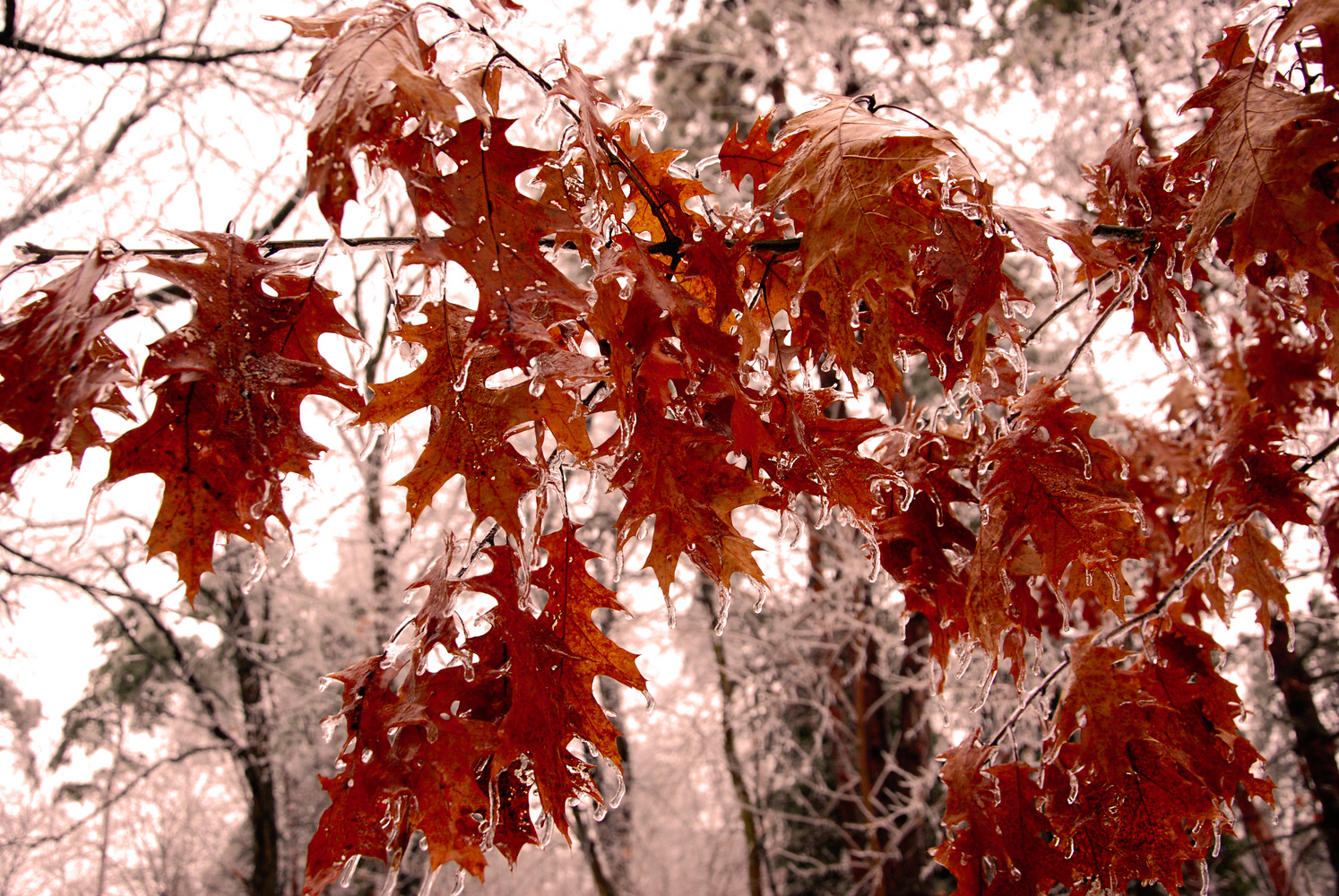 View Untitled 2 by Mike Peterson