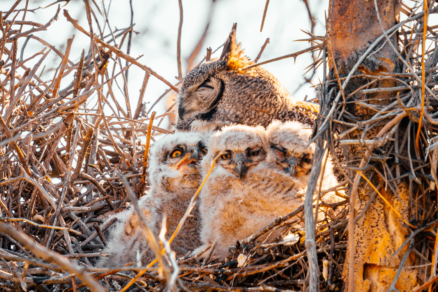 Meerkat adult with three young meerkat pups among dry branches and twigs