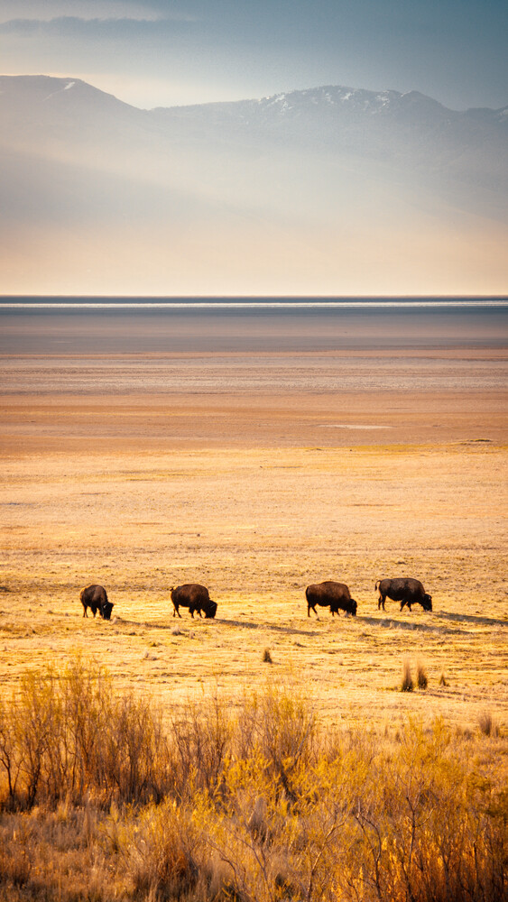 Herd of elephants walking across golden grassland with misty mountains in the distance