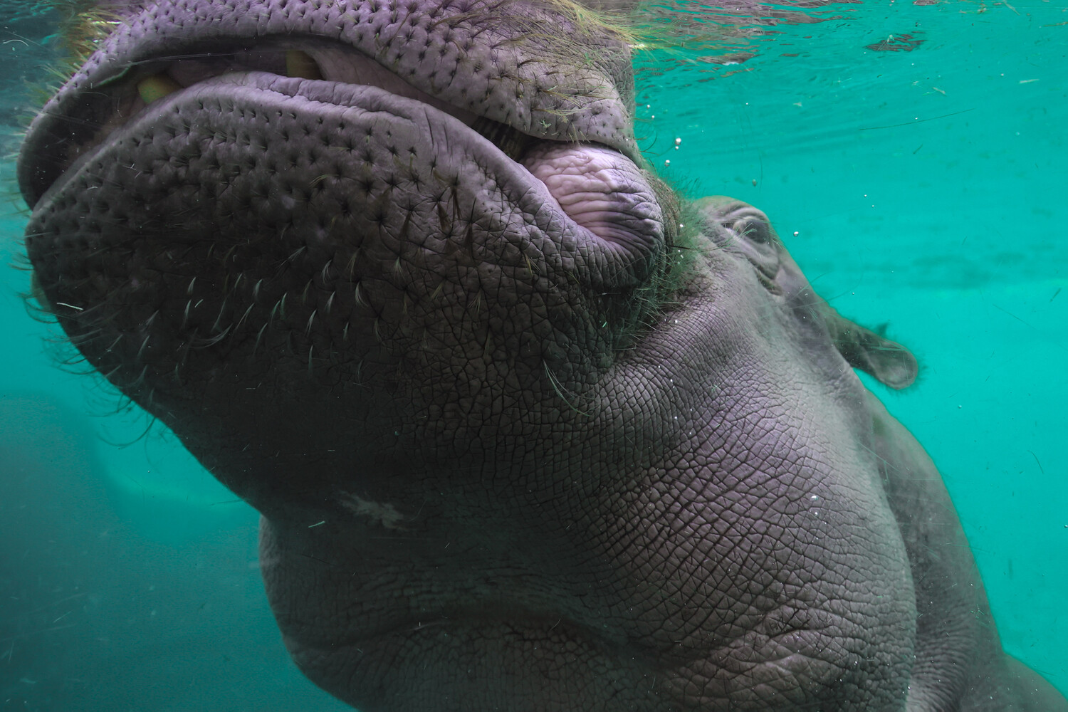 Hippopotamus with mouth wide open underwater, viewed from below against turquoise water