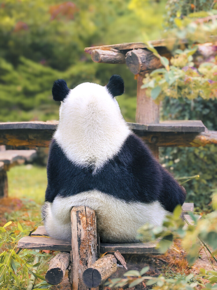 Giant panda sitting on wooden structure in natural garden setting