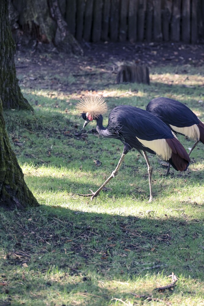 Ostrich foraging on grass in dappled woodland shade