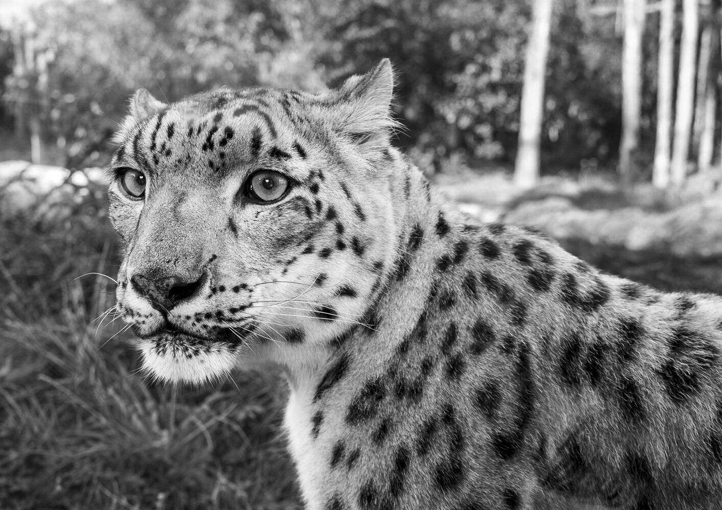 Snow leopard in profile, black and white portrait with intense gaze